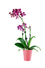 Fototapeta na wymiar Isolated Purple Phalaenopsis Orchid Flower