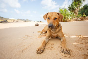 Dog lying on the sand.