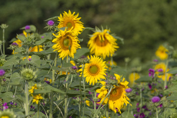 Sonnenblumen
