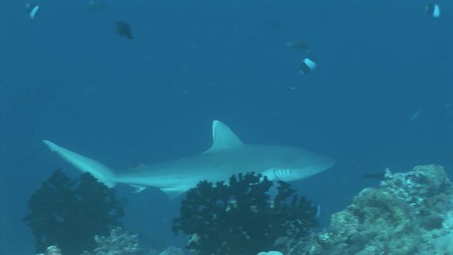  sharks swimming along abyss scuba diving maldives