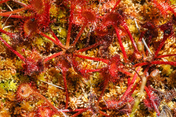 Drosera rotundifolia. Atrapamoscas.