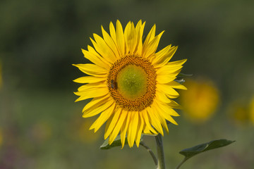 Sonnenblumen