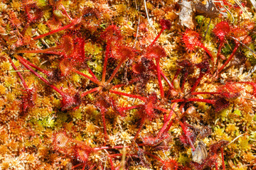 Drosera rotundifolia. Atrapamoscas.