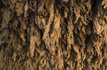 Kuba; Tabakblätter trocknen in einer Scheune.