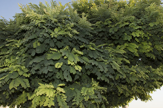Tree leaves in Amman Citadel