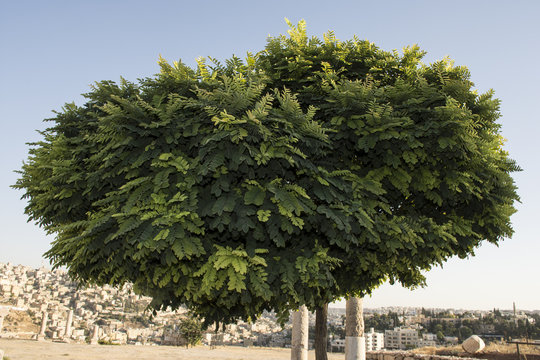 Tree in Amman citadel