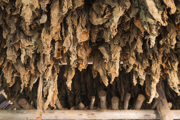 Kuba; Tabakblätter trocknen in einer Scheune.