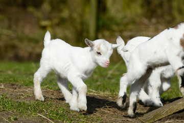 Obraz na płótnie Canvas playing goat kids on meadow