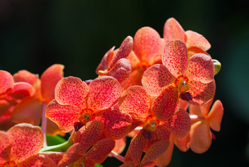exotic red orchids Vanda growing on island Bali