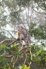 A small monkey sitting on a tree and eats banana