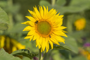 Sonnenblumen