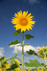 Naklejka premium Sunflower grows in a field in Sunny weather.