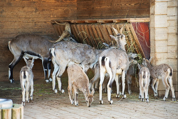 Animals eating grass in the paddock.