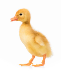Cute domestic duckling isolated on white background