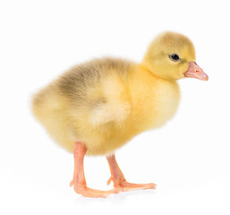 Cute little newborn gosling, isolated on a white background