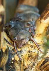Mouse family sitting on a tree.