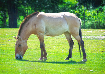 Naklejka na ściany i meble Przewalski's horse or Dzungarian horse grazing in pasture.