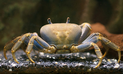Big sea crab in the aquarium.