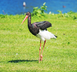 Black stork walking in national park. Ciconia nigra.