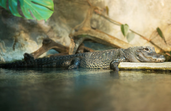 Crocodile resting near the pond in national zoo.