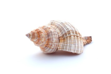 Seashell on a white background, close up