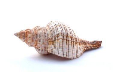 Seashell on a white background, close up