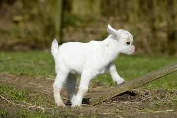 Young goat kid climbing on meadow