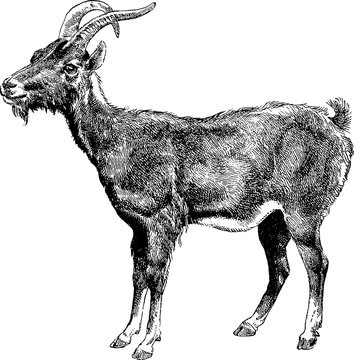 Vintage Clipart Goat