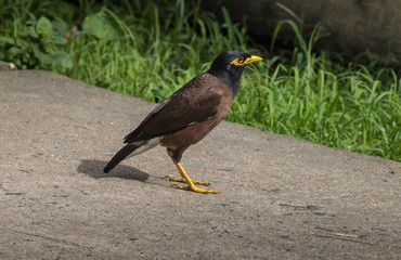 Common Myna bird (Acridotheres tristis) walking on a garden pavement.