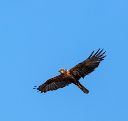 Common buzzard gliding
