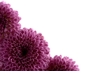 紫色の菊の花　白バック