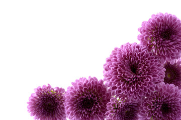 紫色の菊の花　白バック
