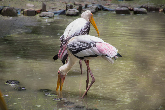 Painted Stork birds (Mycteria leucocephala) look for fish in a swamp at a bird sanctuary in India