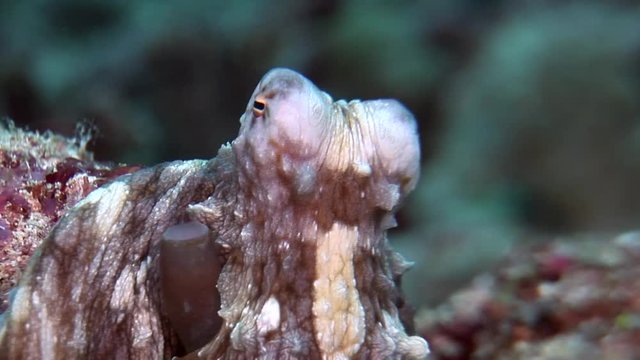 octopus maco breathe colored coral scuba diving Maldives