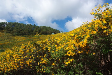Fototapeta premium Tree marigold, Mexican tournesol, Mexican sunflower