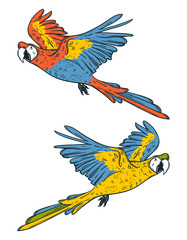 Naklejka premium Macaw parrots. Hand drawn vector illustration