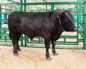 Bull. Aberdeen-Angus breed. Agrotechnical Siberian Fair