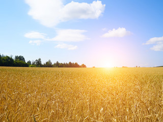 Fototapeta premium A wheat field, fresh crop of on a sunny day. Rural Landscape