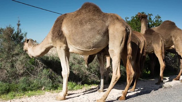 large group of camels on a mountainside