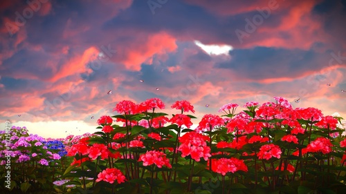 природа цветы небо облака без смс