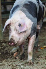 big pig on a farm