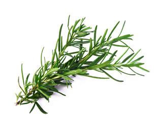 Rosemary isolated on white background