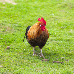 colorful rooster.  Beautiful Rooster