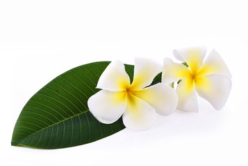 Plumeria or frangipani flower isolated on white background