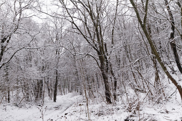 Fototapeta premium Frozen forest