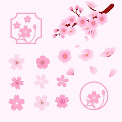 Different cherry blossom flowers