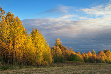 Fototapeta premium Autumn