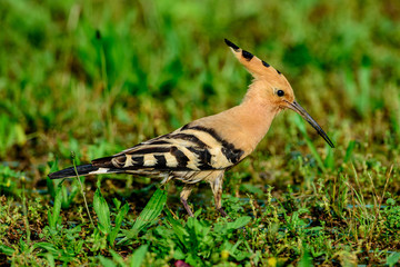 Upupa