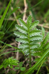 Potentilla anserina, Silverweed