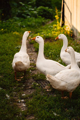 Geese in a village walk on the lawn